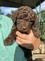Chocolate boy #1, a male Labradoodle for sale in Kingston, OK – Photo 1 of 4