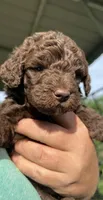 Chocolate boy #1, a male Labradoodle for sale in Kingston, OK – Photo 2 of 4