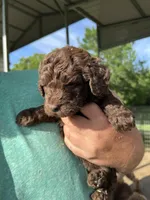 Chocolate boy #1, a male Labradoodle for sale in Kingston, OK – Photo 3 of 4