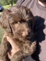 Lola, a female Labradoodle for sale in Kingston, OK – 4 of 4