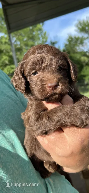 Chocolate boy #2 – Labradoodle puppy for sale in Kingston, OK