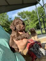 Chocolate boy #2, a male Labradoodle for sale in Kingston, OK – Photo 3 of 3