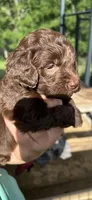 Chocolate boy #2, a male Labradoodle for sale in Kingston, OK – Photo 2 of 3