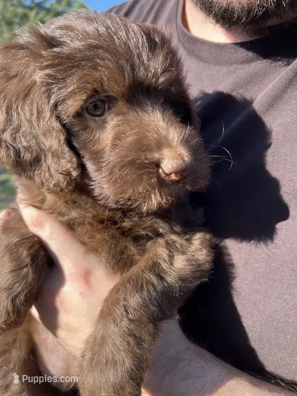 Lola – Labradoodle puppy for sale in Kingston, OK