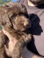 Lola, a female Labradoodle for sale in Kingston, OK – 1 of 4