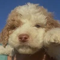 Astro, a male Labradoodle for sale in Kingston, OK – Photo 1 of 4
