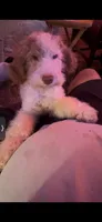 Astro, a male Labradoodle for sale in Kingston, OK – 5 of 7