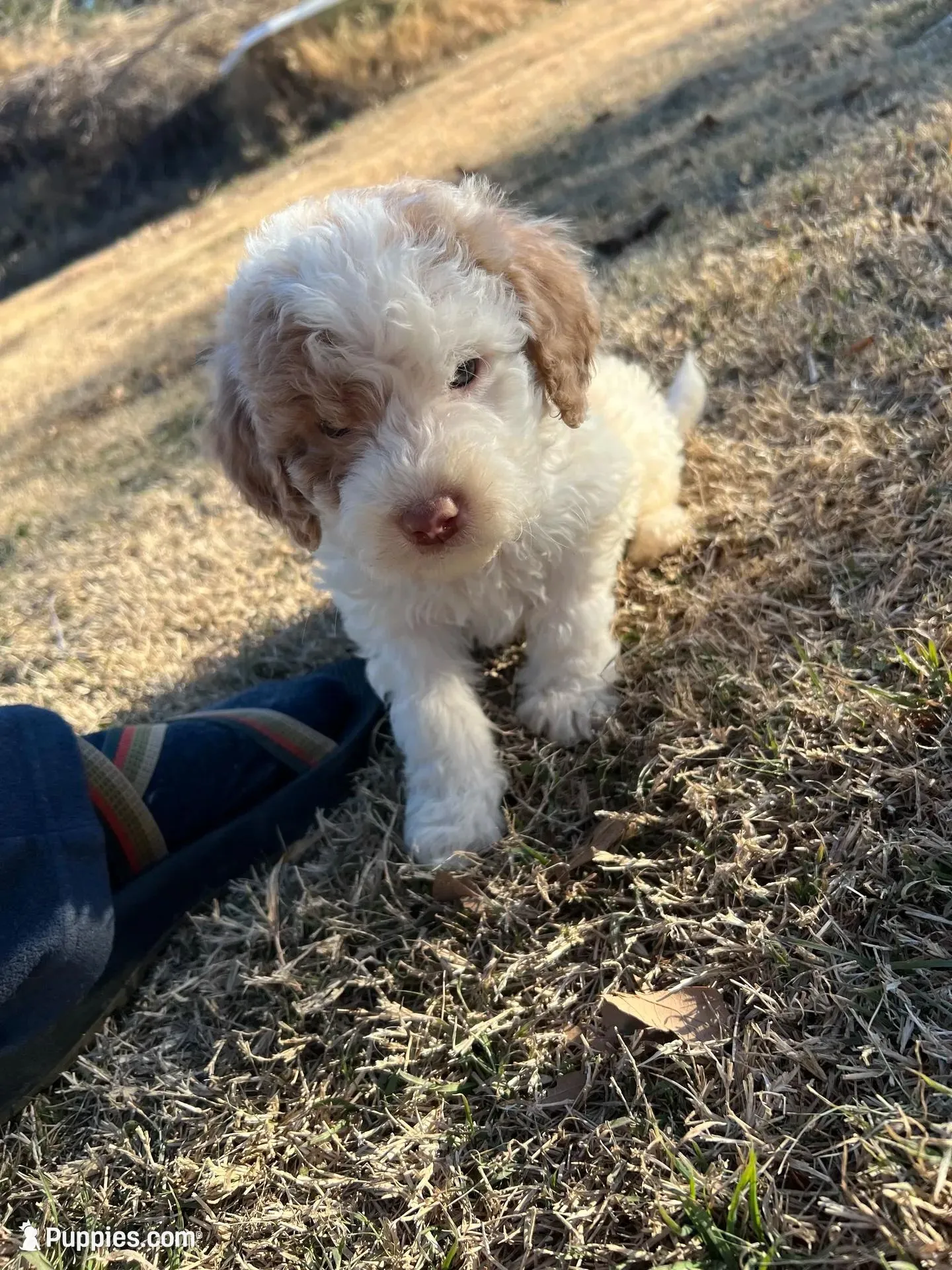 Astro, a male Labradoodle for sale in Kingston, OK – 4 of 7