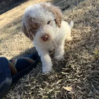 Astro, a male Labradoodle for sale in Kingston, OK – Photo 3 of 4