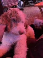 Astro, a male Labradoodle for sale in Kingston, OK – 7 of 7