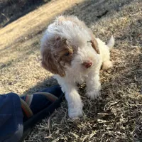 Astro, a male Labradoodle for sale in Kingston, OK – Photo 2 of 4