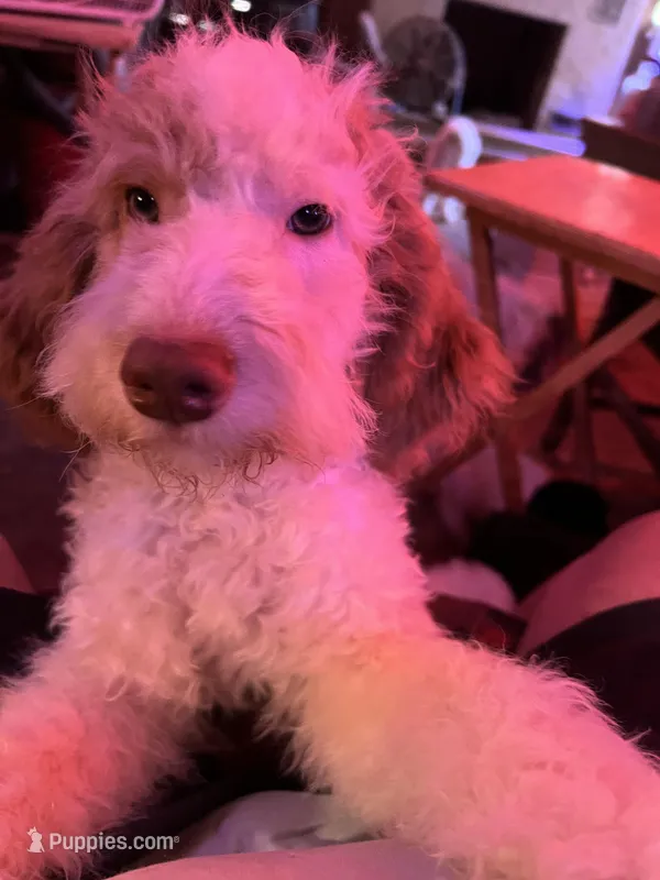 Astro – Labradoodle puppy for sale in Kingston, OK
