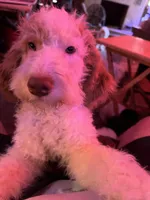 Astro, a male Labradoodle for sale in Kingston, OK – 1 of 7