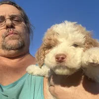 Astro, a male Labradoodle for sale in Kingston, OK – Photo 4 of 4