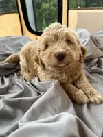 Shanti, a female Labradoodle for sale in Kingston, OK – Photo 2 of 4