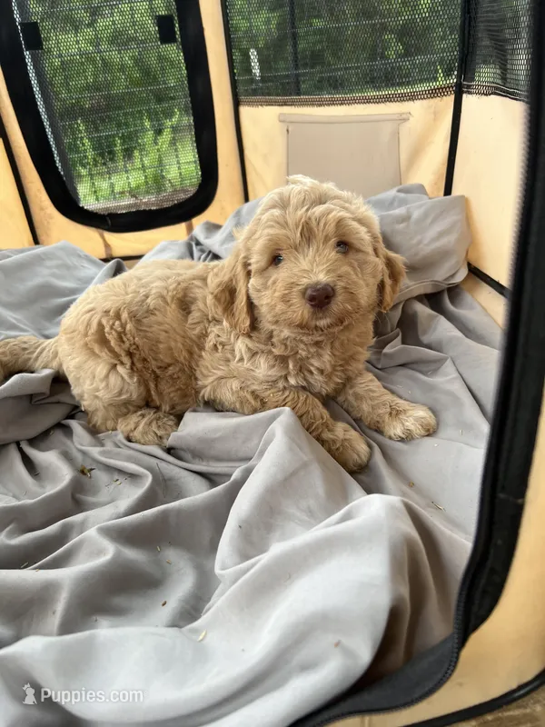 Shanti – Labradoodle puppy for sale in Kingston, OK