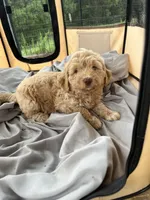 Shanti, a female Labradoodle for sale in Kingston, OK – Photo 1 of 4