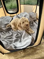 Shanti, a female Labradoodle for sale in Kingston, OK – Photo 4 of 4