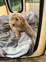 Shanti, a female Labradoodle for sale in Kingston, OK – Photo 3 of 4