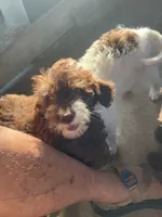 Jeff, a male Labradoodle for sale in Kingston, OK – 6 of 7