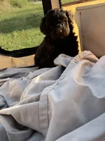 Fergus, a male Labradoodle for sale in Kingston, OK – Photo 6 of 7