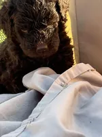 Fergus, a male Labradoodle for sale in Kingston, OK – Photo 5 of 7