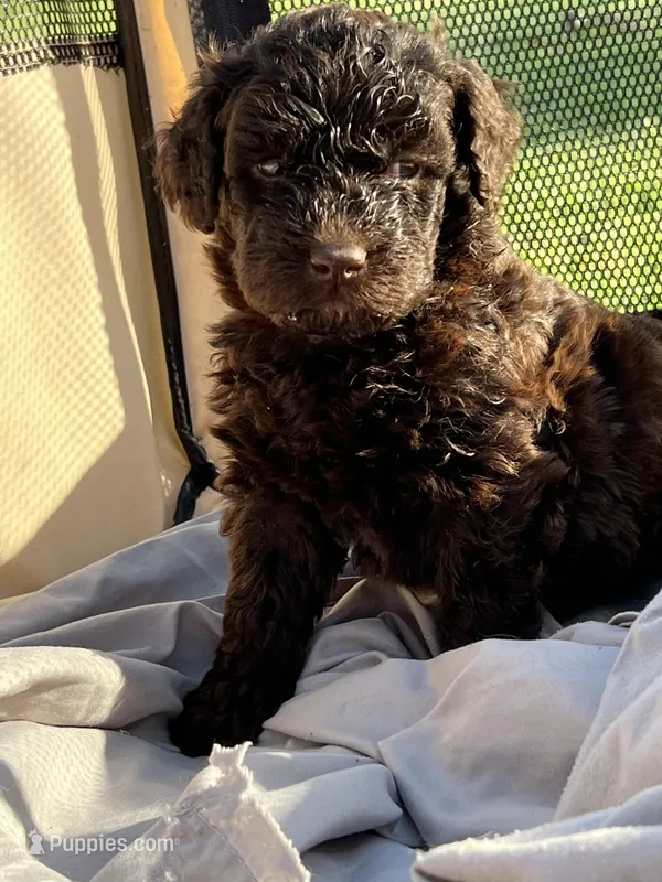 Fergus – Labradoodle puppy for sale in Kingston, OK