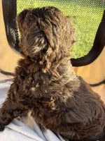 Fergus, a male Labradoodle for sale in Kingston, OK – Photo 3 of 7