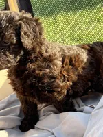 Fergus, a male Labradoodle for sale in Kingston, OK – Photo 4 of 7