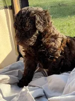 Fergus, a male Labradoodle for sale in Kingston, OK – Photo 7 of 7