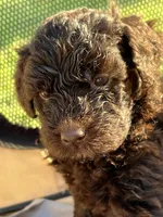 Fergus, a male Labradoodle for sale in Kingston, OK – Photo 2 of 7