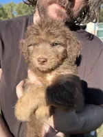 Daniel, a male Labradoodle for sale in Kingston, OK – 4 of 4
