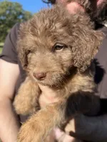 Daniel, a male Labradoodle for sale in Kingston, OK – 2 of 4