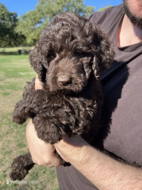 Gracie – Labradoodle puppy for sale in Kingston, OK