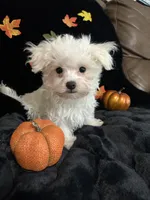 Zazu, a male Maltese for sale in Culver, IN – 2 of 5