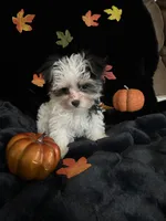 Oreo, a female Morkie for sale in Culver, IN – 3 of 5