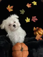 Olaf, a male Maltese for sale in Culver, IN – 5 of 5