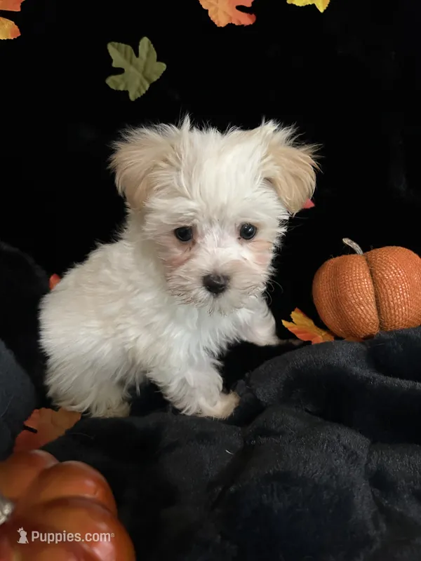 Biscuit  – Maltipoo puppy for sale in Culver, IN