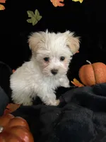Biscuit , a male Maltipoo for sale in Culver, IN – 1 of 7