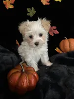 Biscuit , a male Maltipoo for sale in Culver, IN – 6 of 7