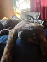 Male 1, a male Siberian Husky and Cane Corso for sale in Culver, IN – Photo 3 of 3