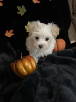 Biscuit , a male Maltipoo for sale in Culver, IN – 2 of 7