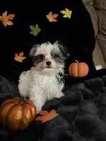 Oreo, a female Morkie for sale in Culver, IN – 5 of 5