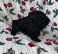 Tilly, a female Poodle - Miniature  for sale in Culver, IN – Photo 3 of 6