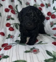 Tilly, a female Poodle - Miniature  for sale in Culver, IN – Photo 1 of 6