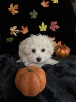 Charlie, a male Maltipoo for sale in Culver, IN – 2 of 5