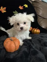 Zazu, a male Maltese for sale in Culver, IN – 5 of 5