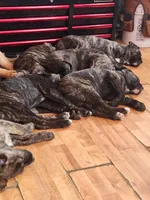 Female , a female Siberian Husky and Cane Corso for sale in Culver, IN – Photo 2 of 2
