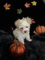 Biscuit , a male Maltipoo for sale in Culver, IN – 7 of 7