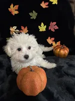 Charlie, a male Maltipoo for sale in Culver, IN – 3 of 5